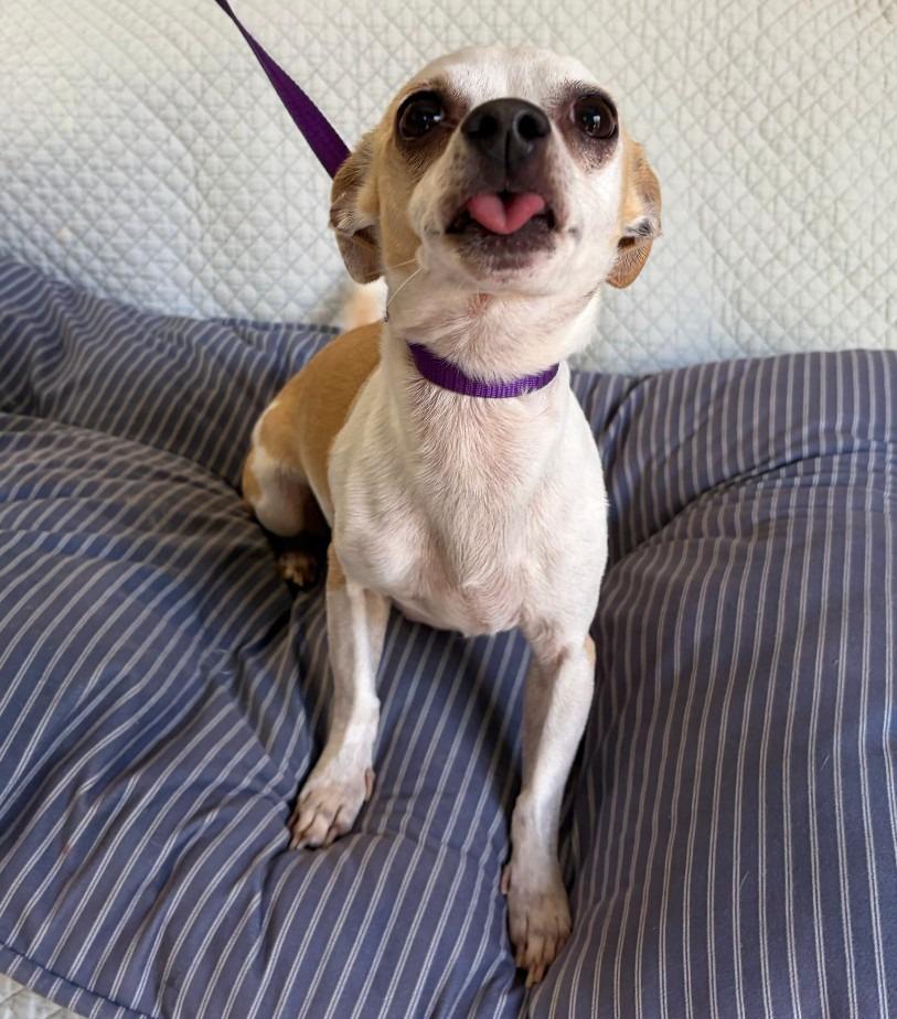 Enlarge Lady, a Adoptable Chihuahua in Fort Worth, TX image 1/3