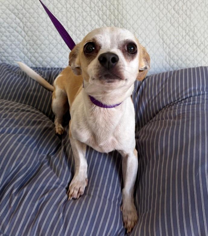 Enlarge Lady, a Adoptable Chihuahua in Fort Worth, TX image 2/3