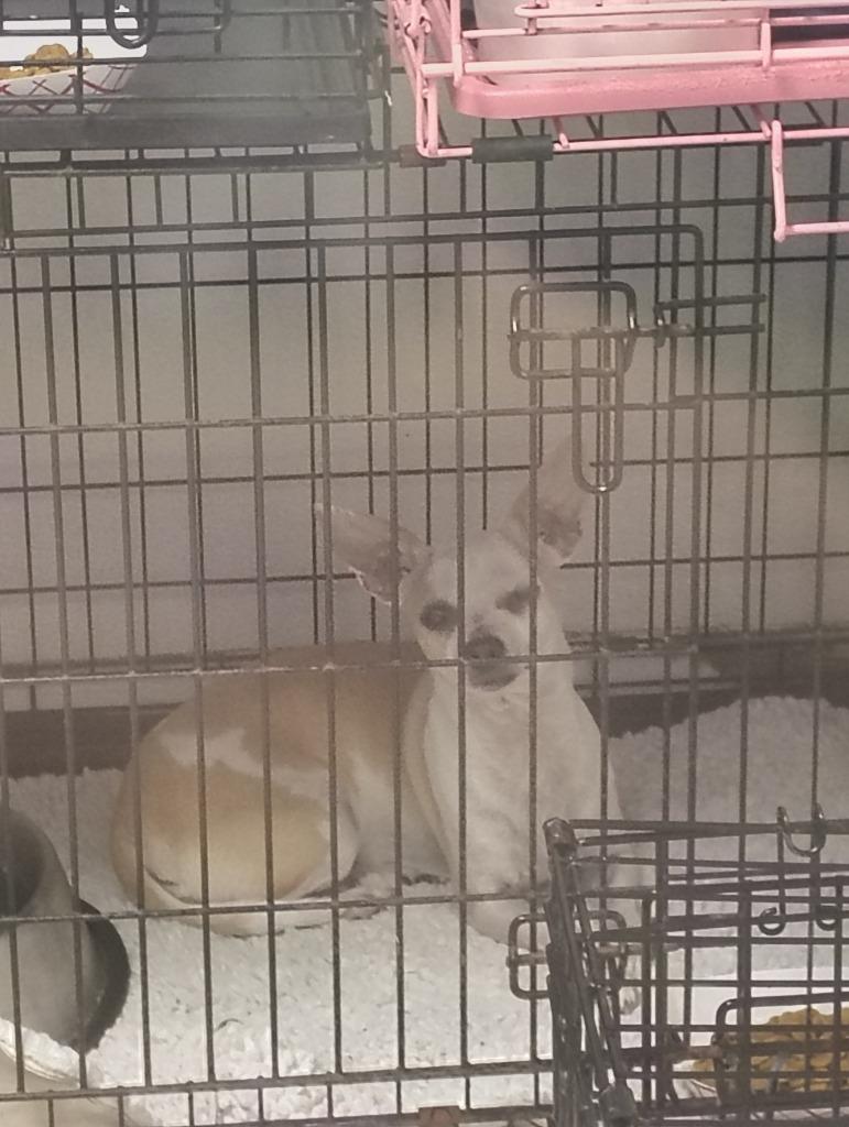 Enlarge Lady, a Adoptable Chihuahua in Fort Worth, TX image 3/3