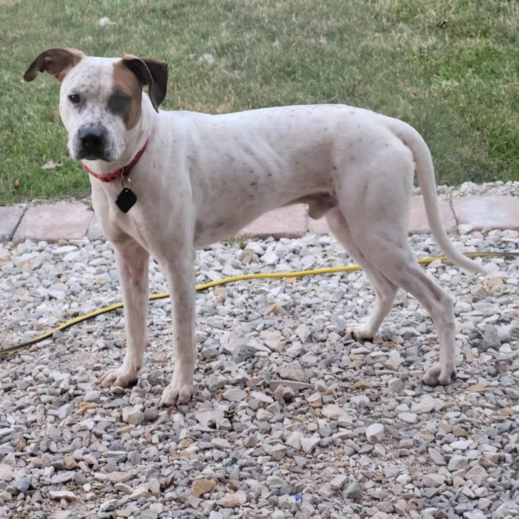 Enlarge Harry, a Adoptable Mixed Breed in Red House, WV image 1/3