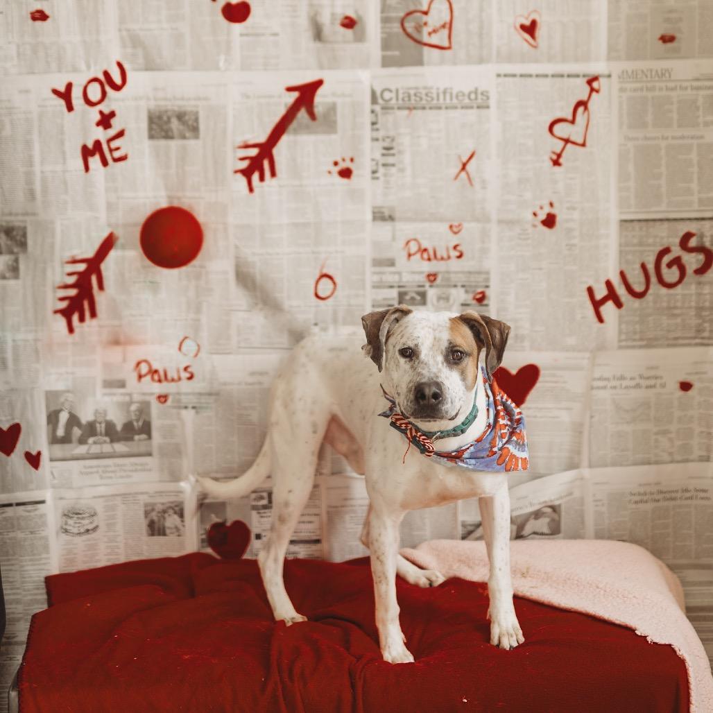 Harry, a Adoptable Mixed Breed in Red House, WV image 3/4