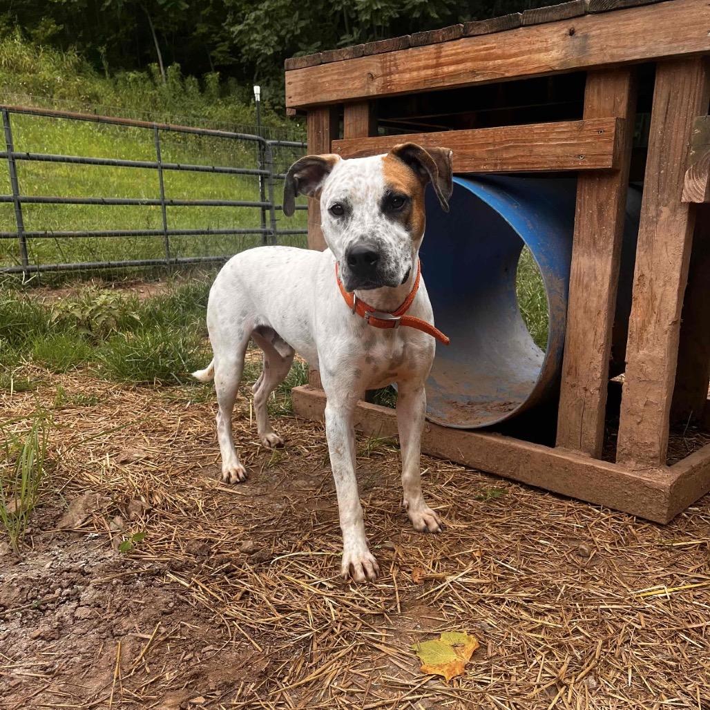 Enlarge Harry, a Adoptable Mixed Breed in Red House, WV image 3/3
