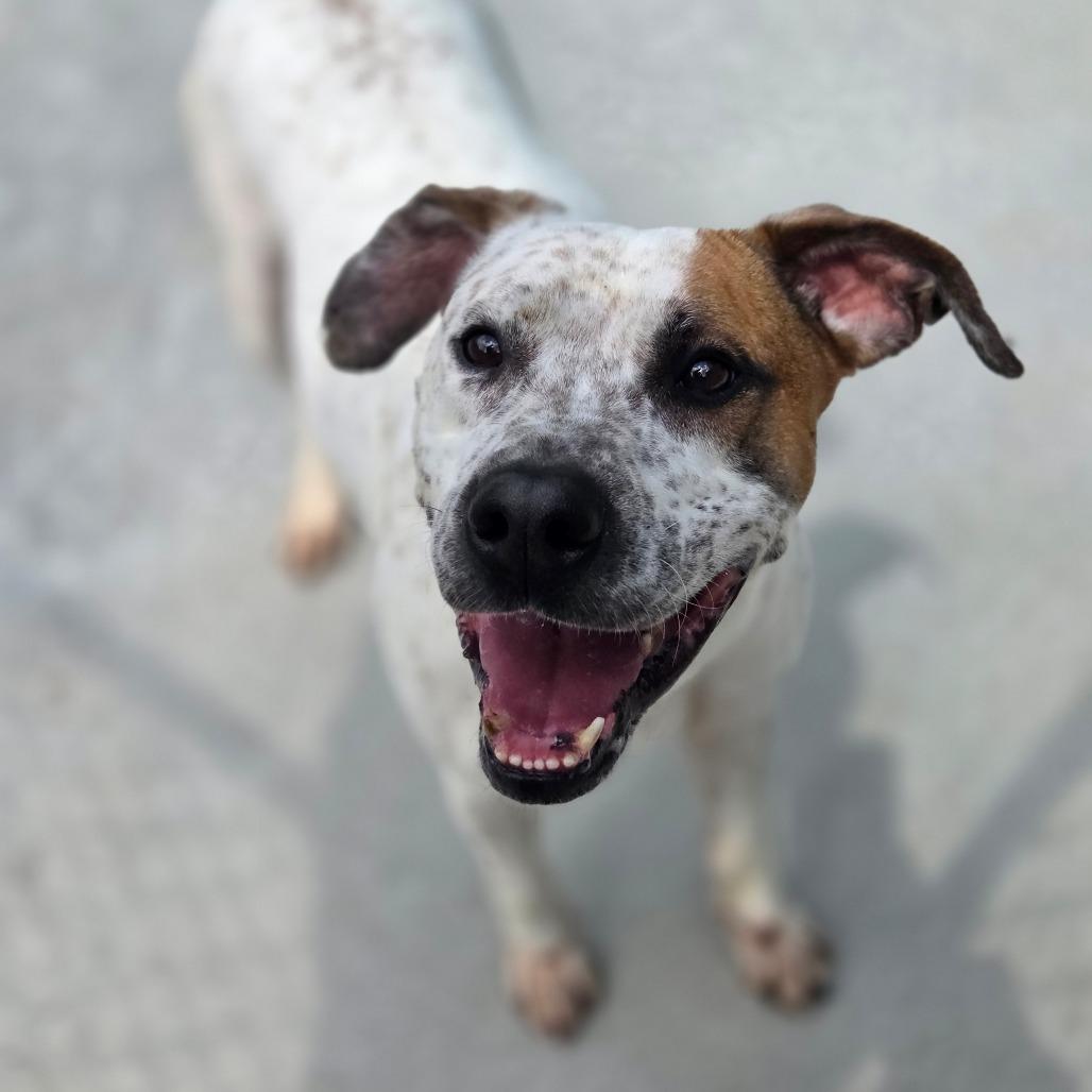 Enlarge Harry, a Adoptable Mixed Breed in Red House, WV image 5/5