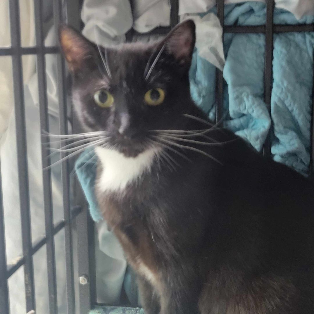 Enlarge Isla, a Adoptable Domestic Short Hair in East Orange, NJ image 2/5