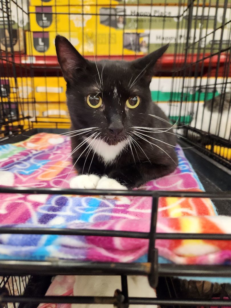 Isla, Adoptable, Young Female Domestic Short Hair.