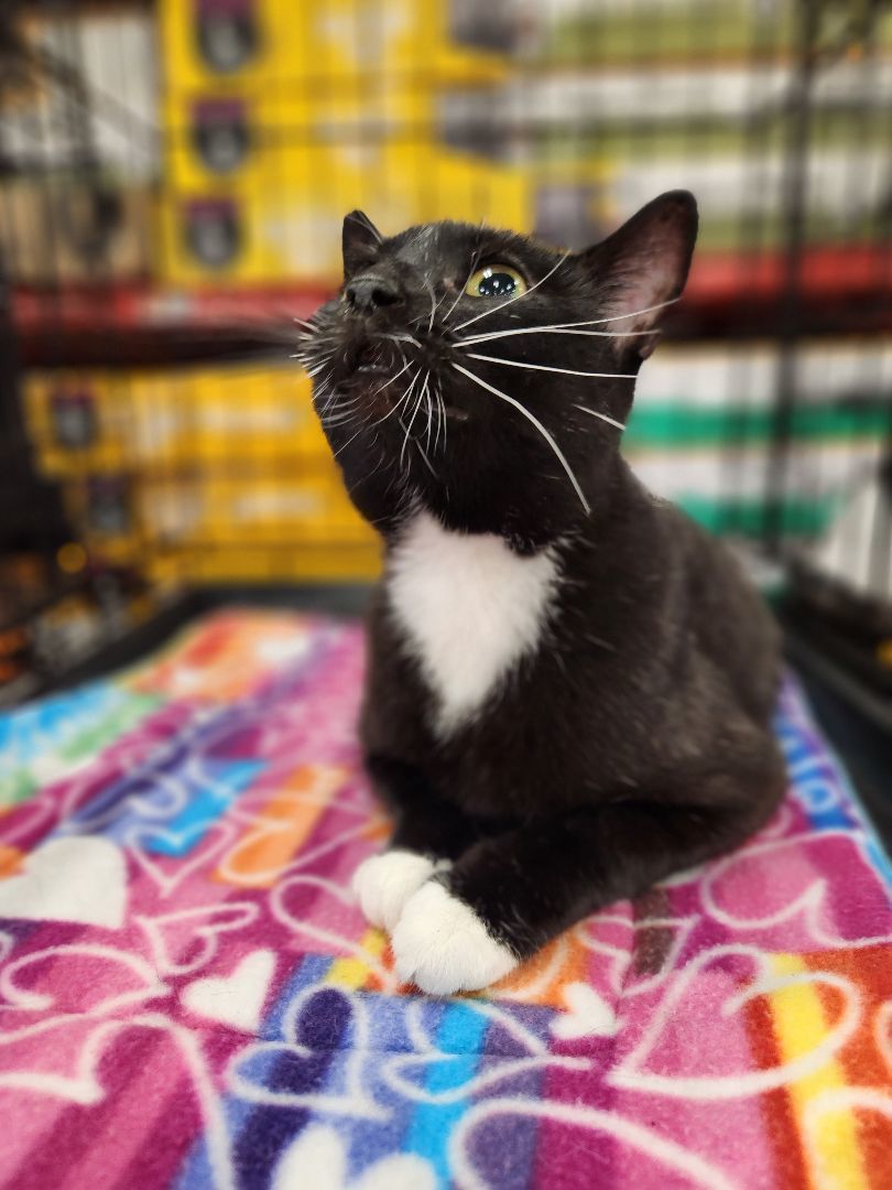 Enlarge Isla, a Adoptable Domestic Short Hair in East Orange, NJ image 4/5