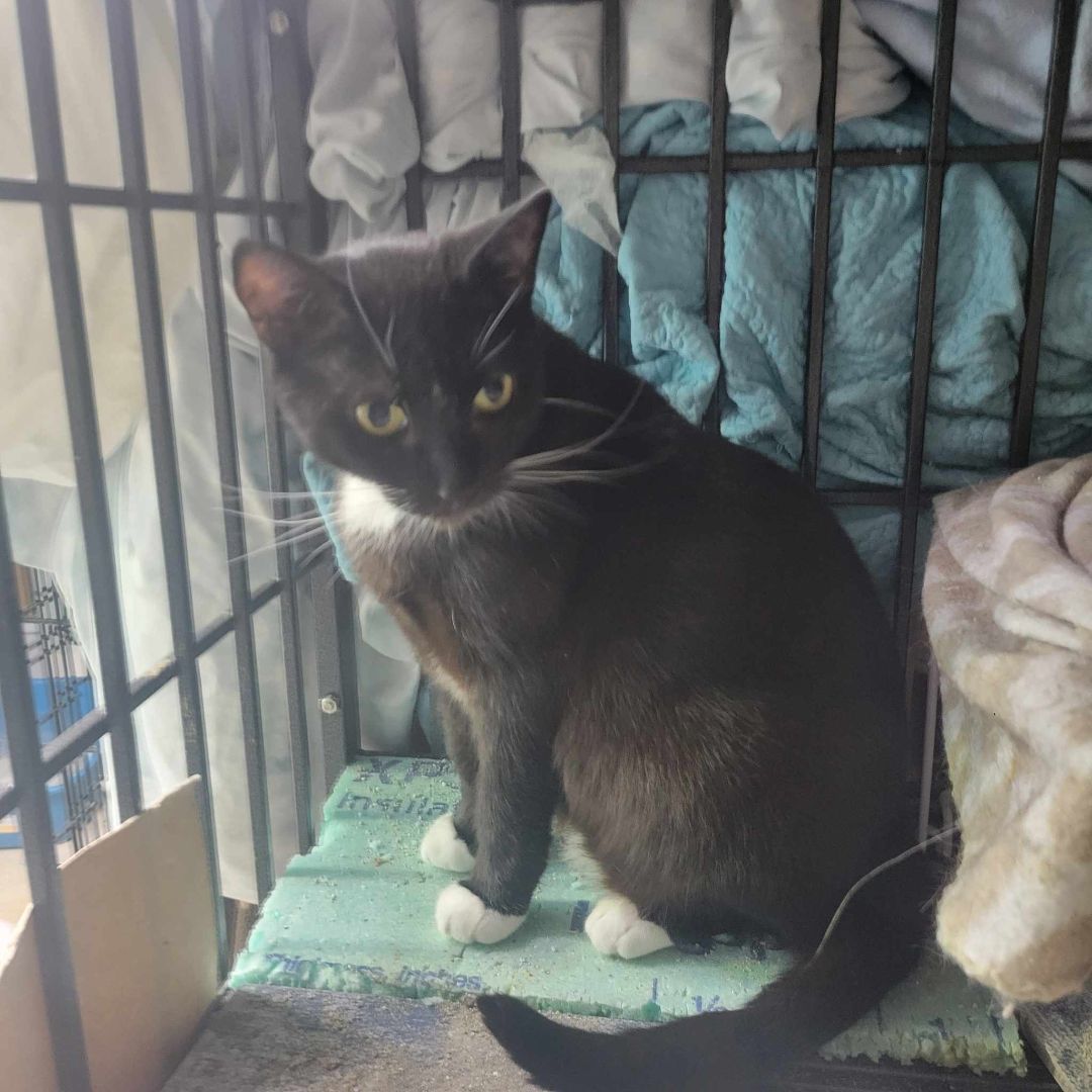 Enlarge Isla, a Adoptable Domestic Short Hair in East Orange, NJ image 5/5