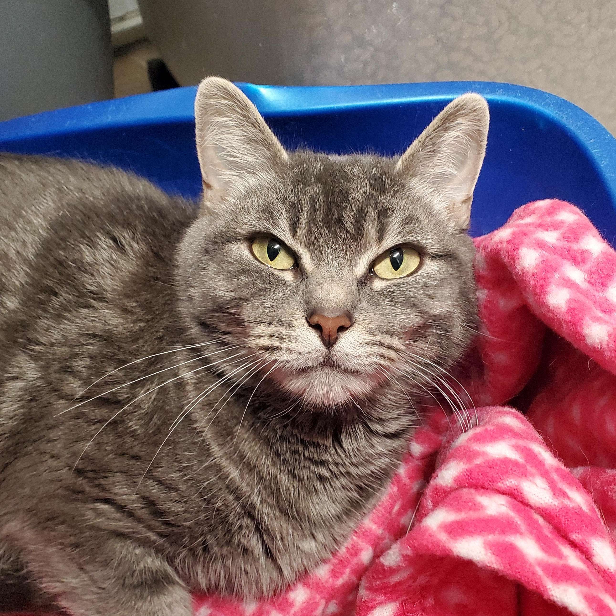 Elsie, ADOPTABLE, Adult Female Domestic Short Hair.