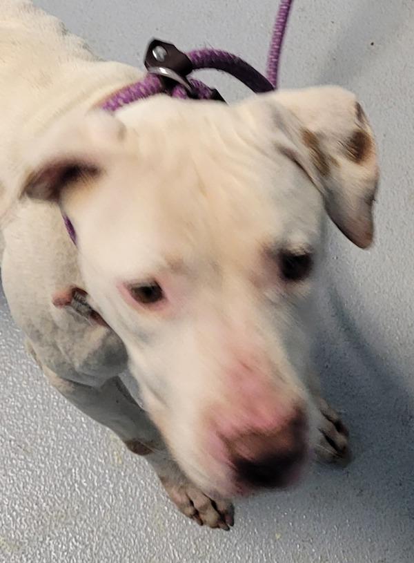 Enlarge In Foster - Diamond (c), a Adoptable mixed breed in Lawrenceville, GA image 1/1