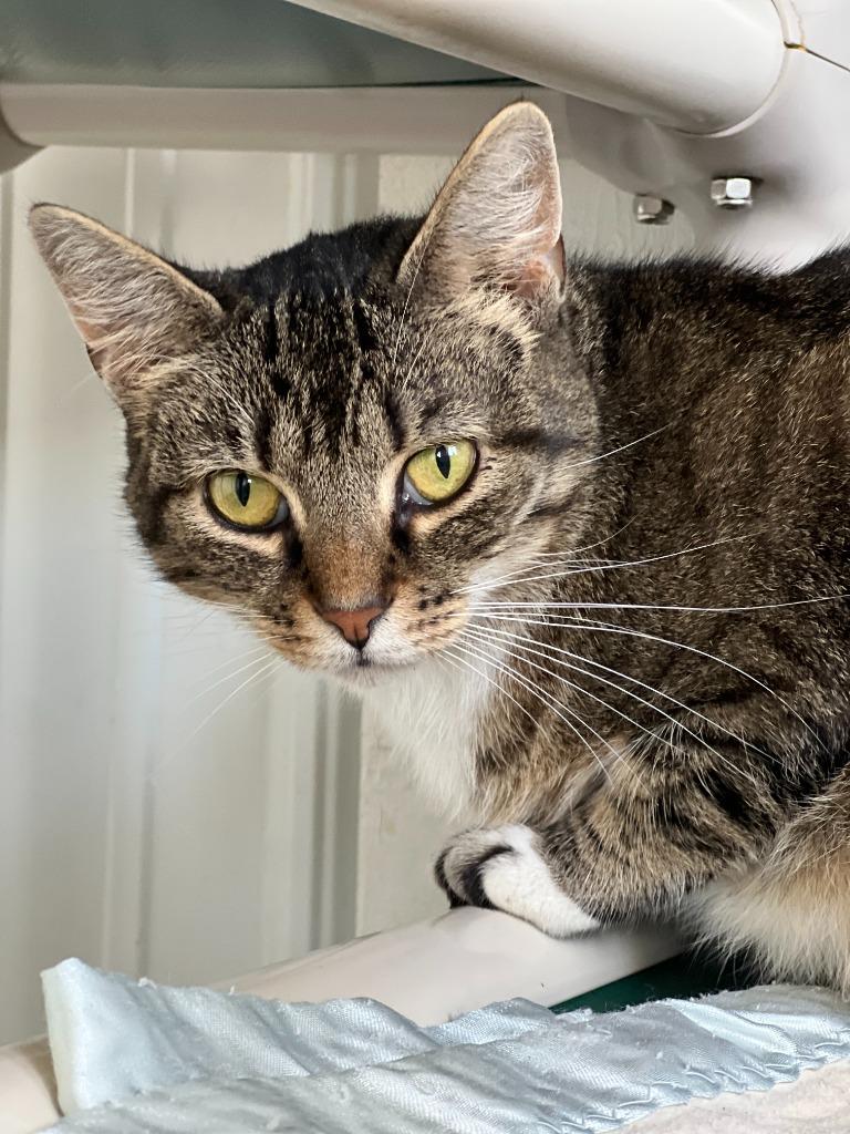 Truffles, Adoptable, Adult Female Domestic Short Hair.