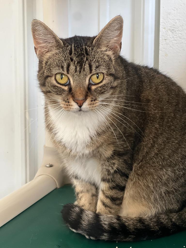 Enlarge Truffles, a Adoptable mixed breed in Hartford City, IN image 2/2