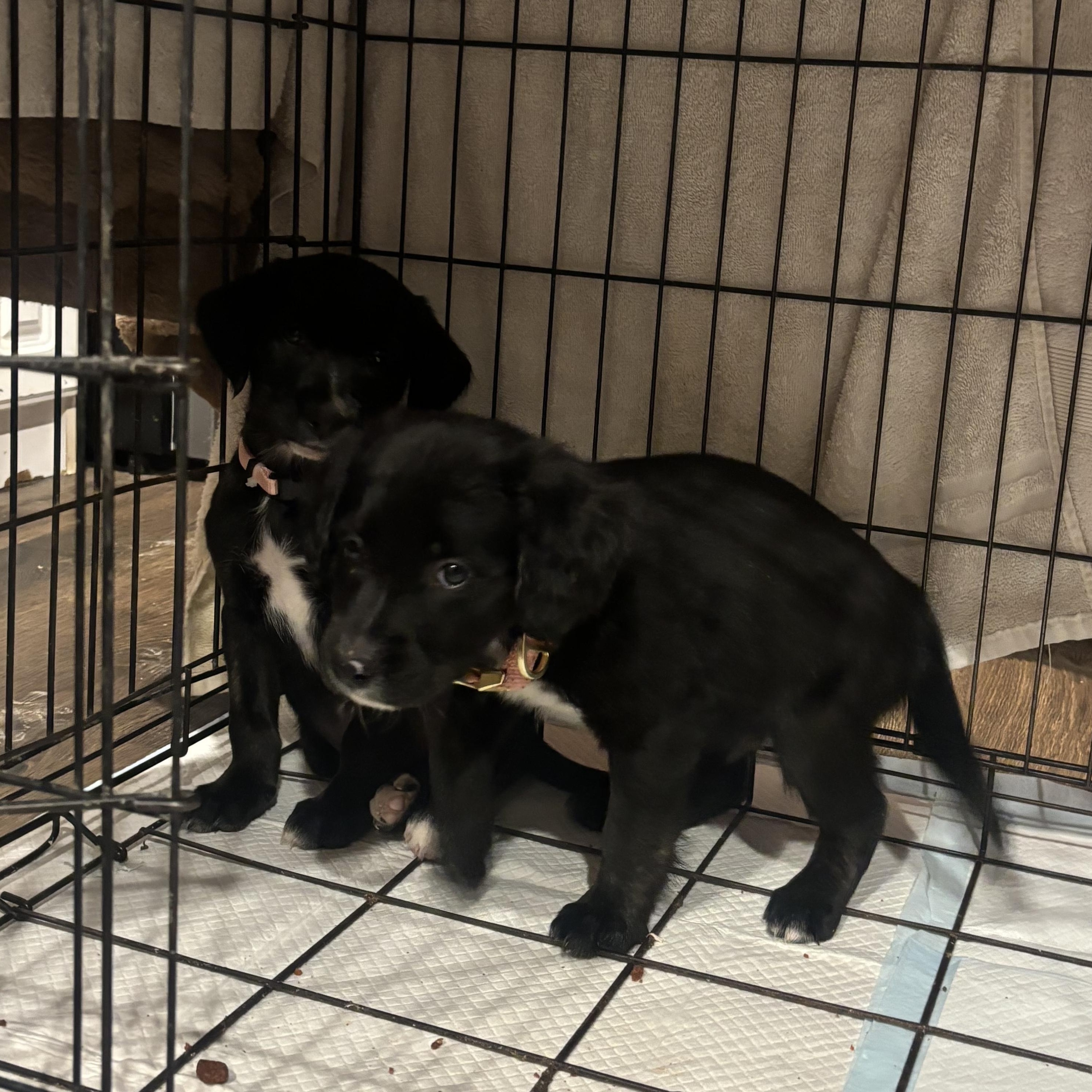 Courtesy post call owner directly (Abbie 970-8226415), Adoptable, Puppy Female Golden Retriever & Black Labrador Retriever.