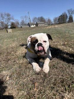 Enlarge Story, a Adoptable American Bulldog in New Hope, PA image 1/3
