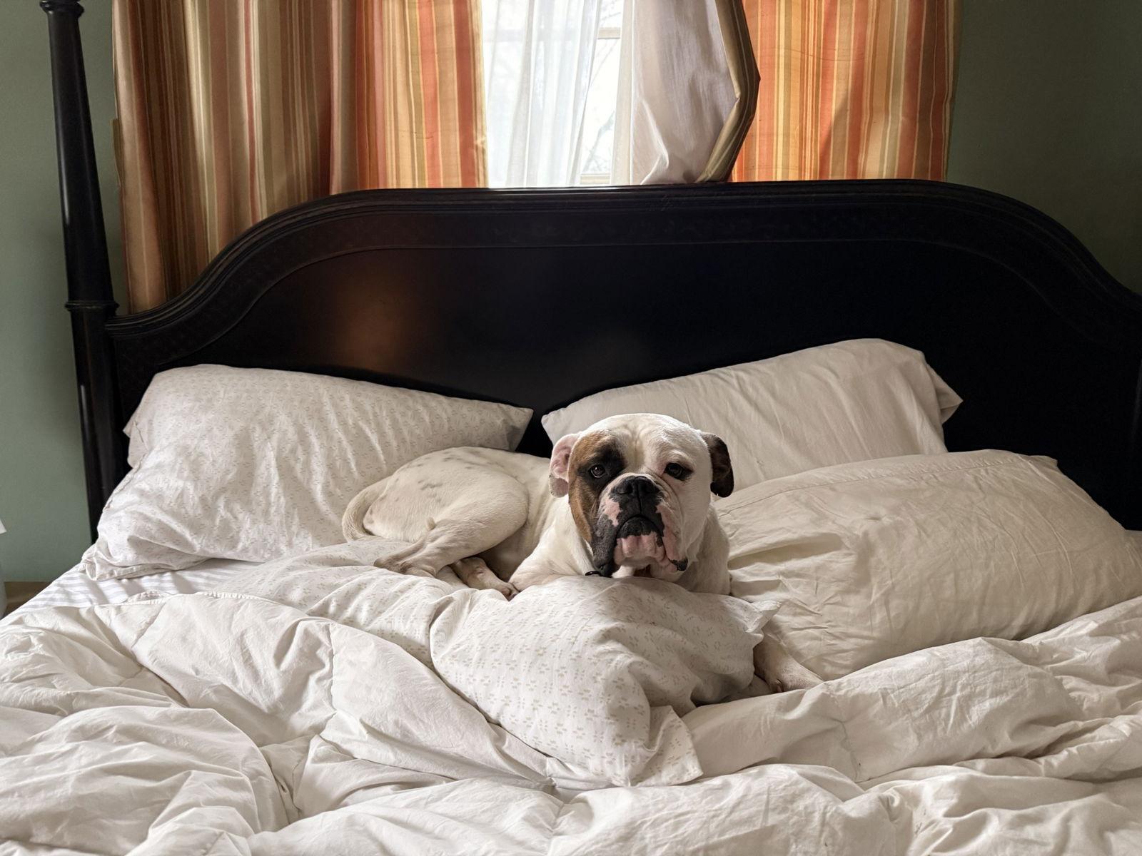 Enlarge Story, a Adoptable American Bulldog in New Hope, PA image 2/3