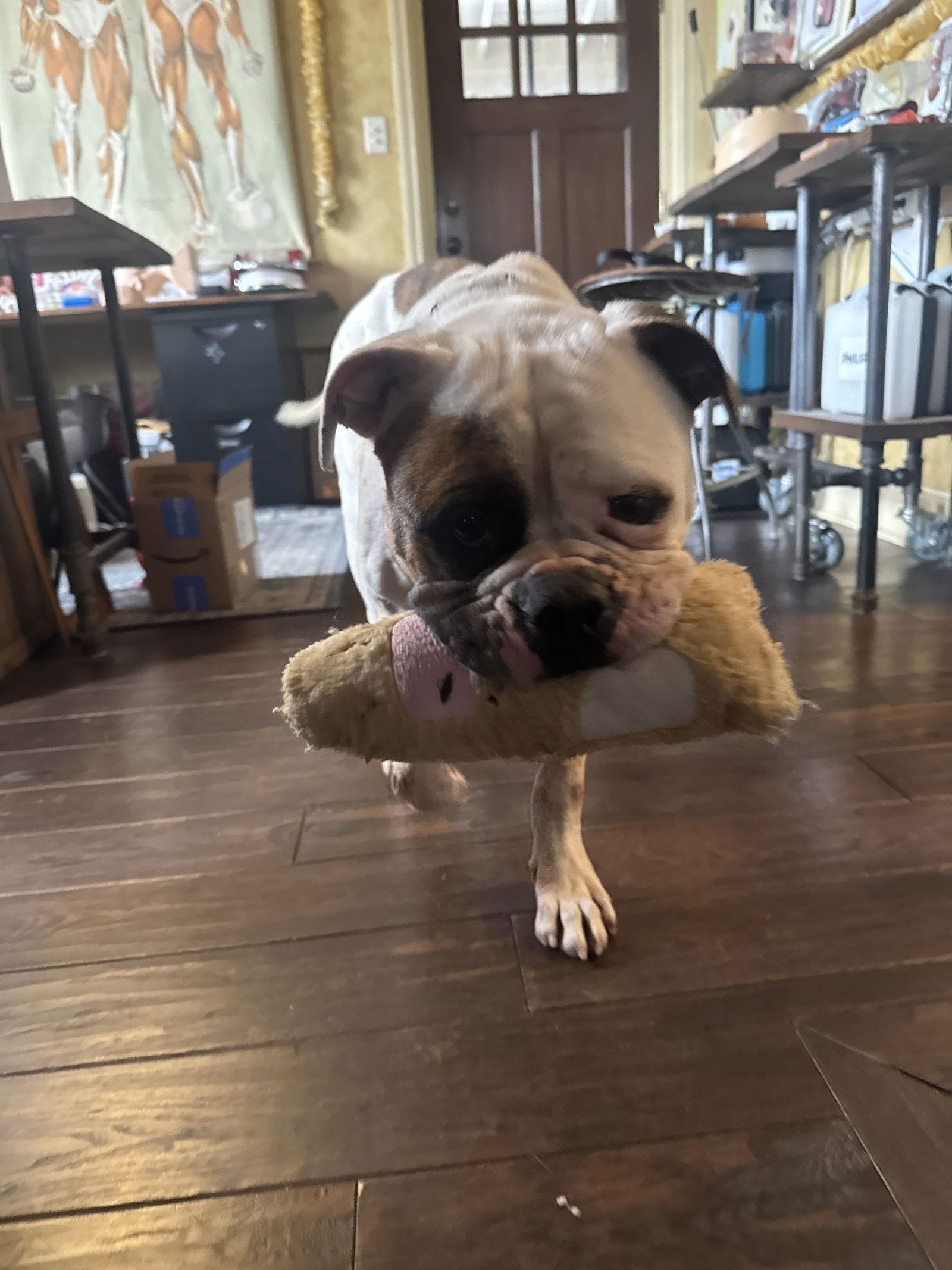 Story, a Adoptable American Bulldog in New Hope, PA image 1/3