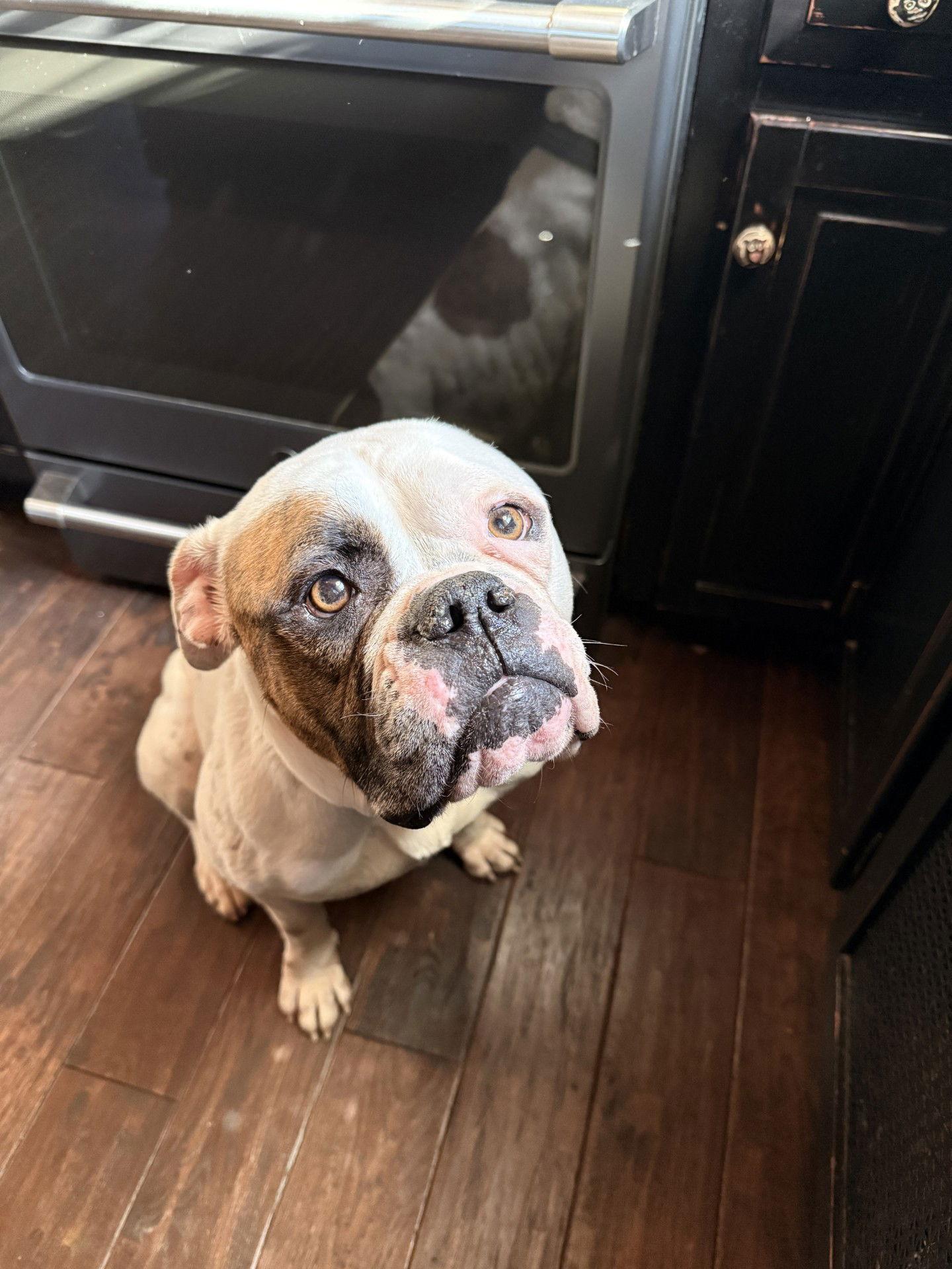 Enlarge Story, a Adoptable American Bulldog in New Hope, PA image 3/3