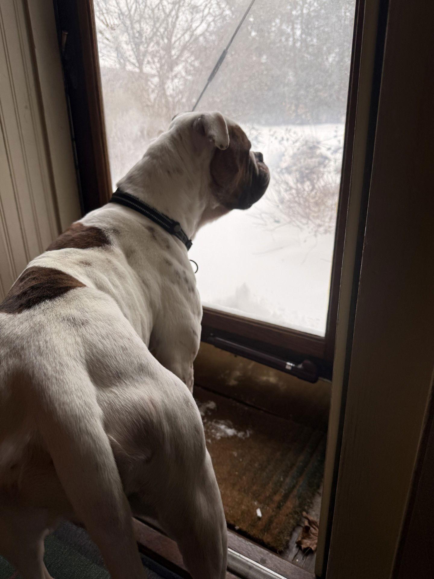 Story, a Adoptable American Bulldog in New Hope, PA image 2/3