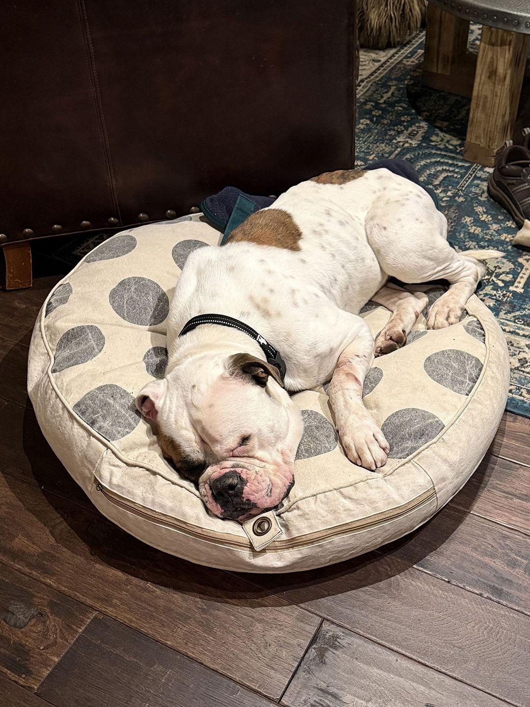 Story, a Adoptable American Bulldog in New Hope, PA image 3/3