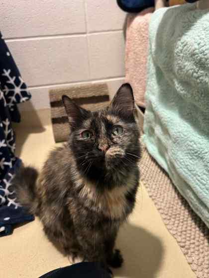 Enlarge Indiana, a Adoptable mixed breed in Munster, IN image 1/1