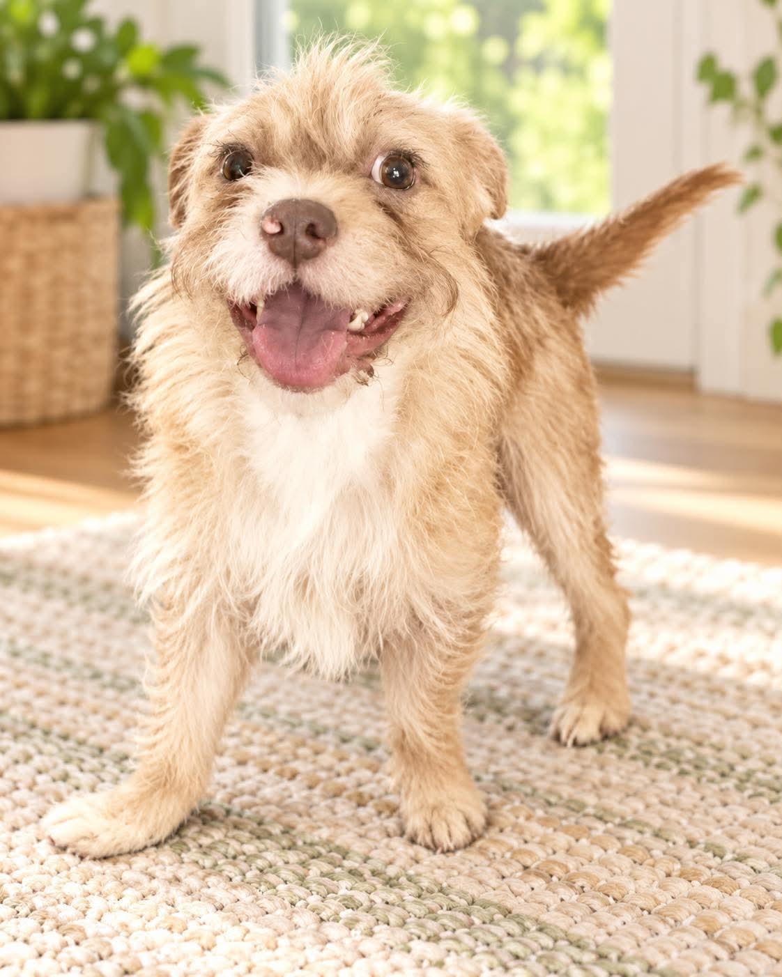 Enlarge Sparkle, a Adoptable mixed breed in Danbury, CT image 3/5