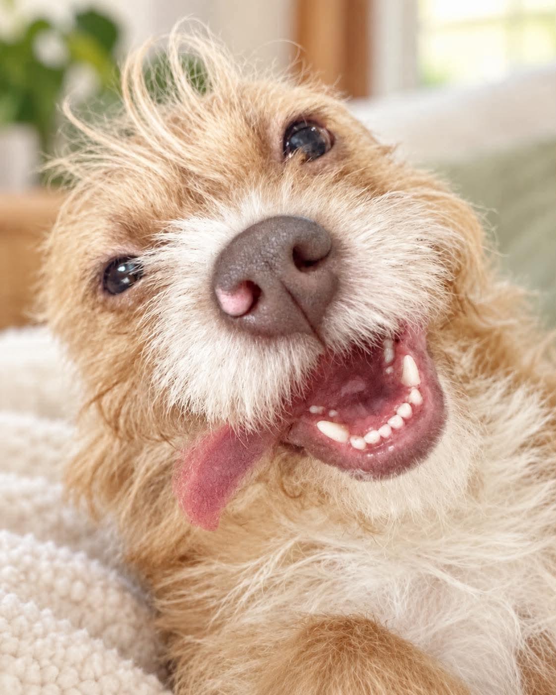 Enlarge Sparkle, a Adoptable mixed breed in Danbury, CT image 4/5