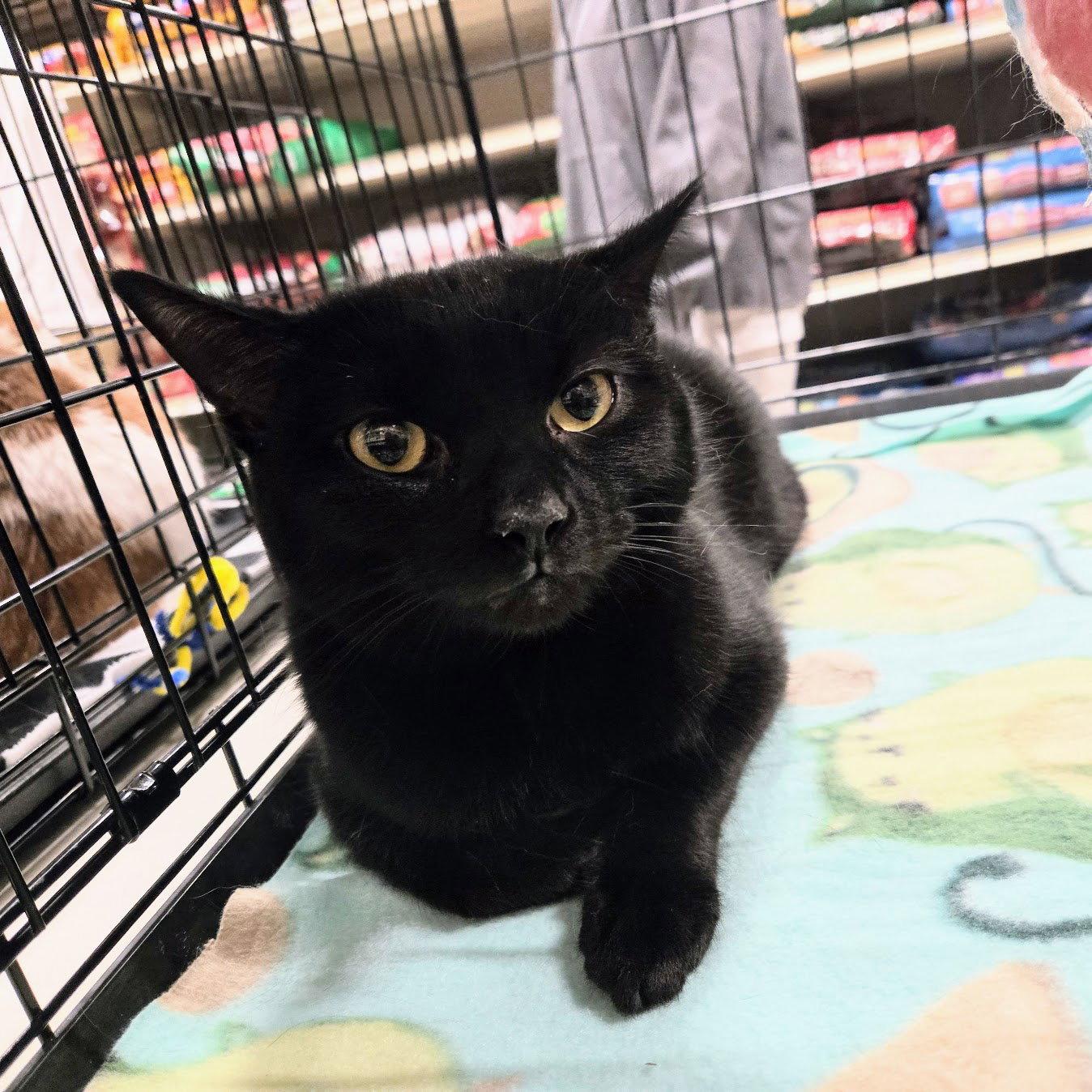 Enlarge Pete, a Adoptable Domestic Short Hair in Norwood, OH image 1/1