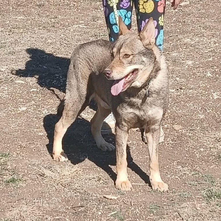 WOLFIE > Bleeding Heart Society — thumbnail 2