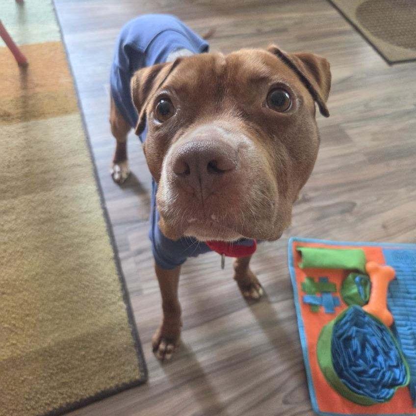 Enlarge Augustus, a Adoptable Pit Bull Terrier in Mooresville, IN image 1/5