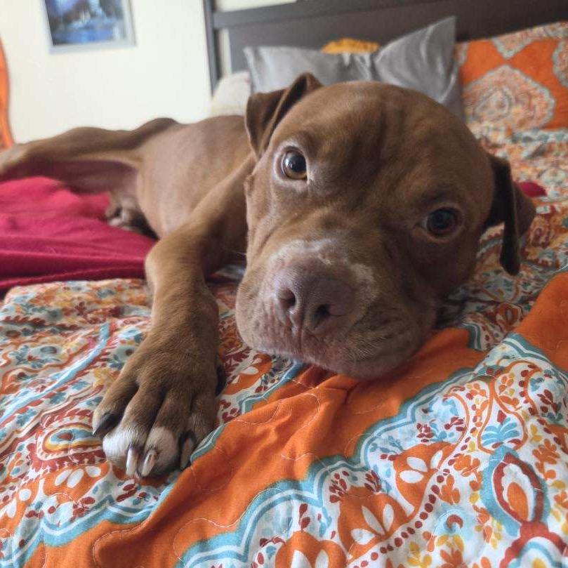 Enlarge Augustus, a Adoptable Pit Bull Terrier in Mooresville, IN image 2/5