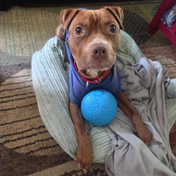 Enlarge Augustus, a Adoptable Pit Bull Terrier in Mooresville, IN image 3/5