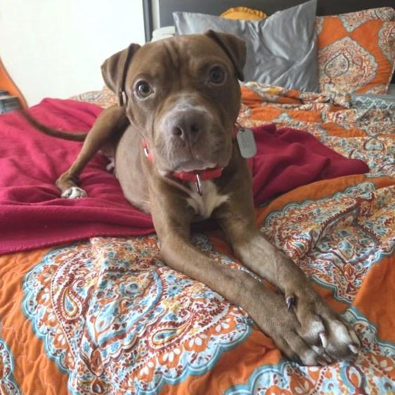 Enlarge Augustus, a Adoptable Pit Bull Terrier in Mooresville, IN image 4/5