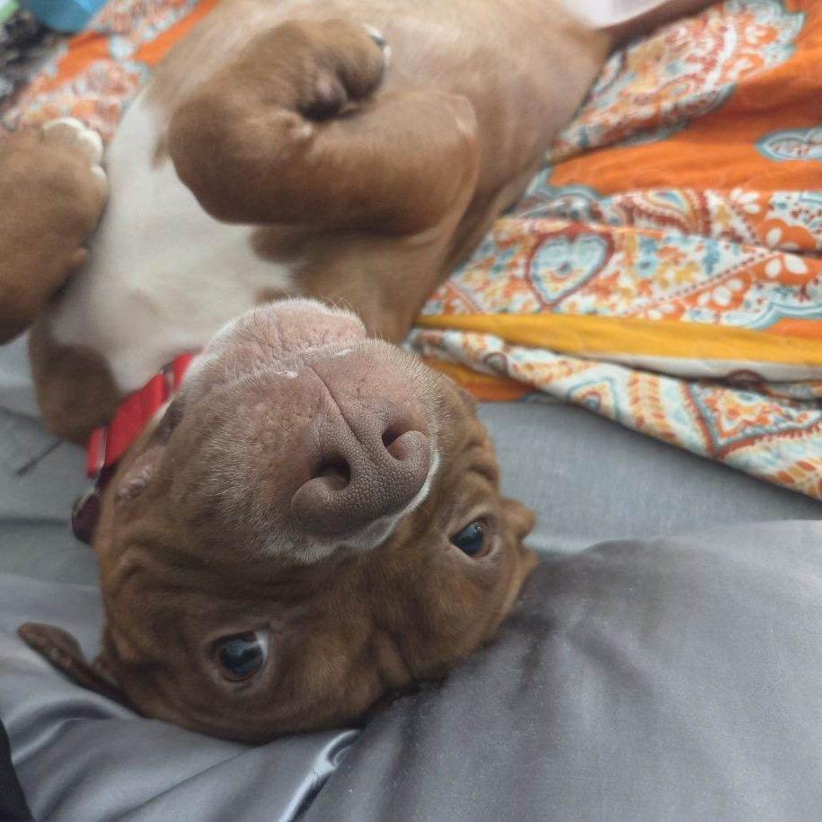 Enlarge Augustus, a Adoptable Pit Bull Terrier in Mooresville, IN image 5/5