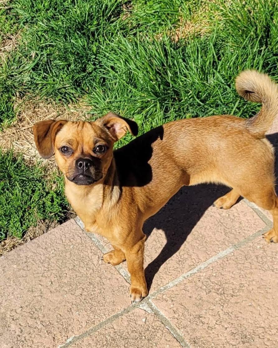 Enlarge Pikachu, a ADOPTABLE mixed breed in Louisville, KY image 5/5