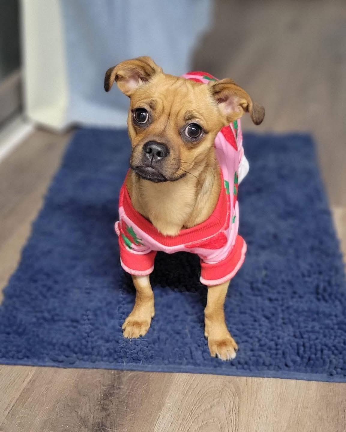 Enlarge Pikachu, a ADOPTABLE mixed breed in Louisville, KY image 4/5