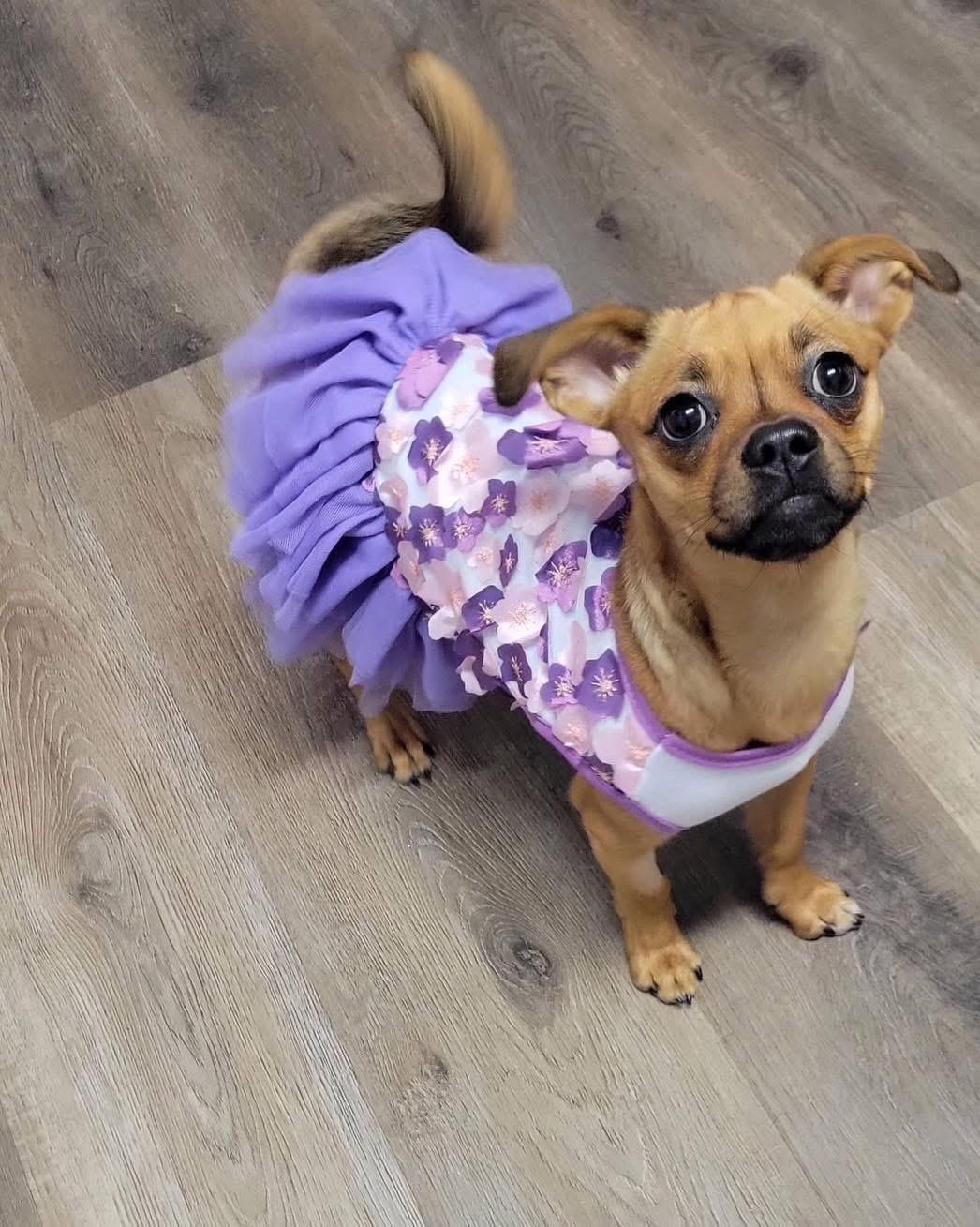 Enlarge Pikachu, a ADOPTABLE mixed breed in Louisville, KY image 2/5