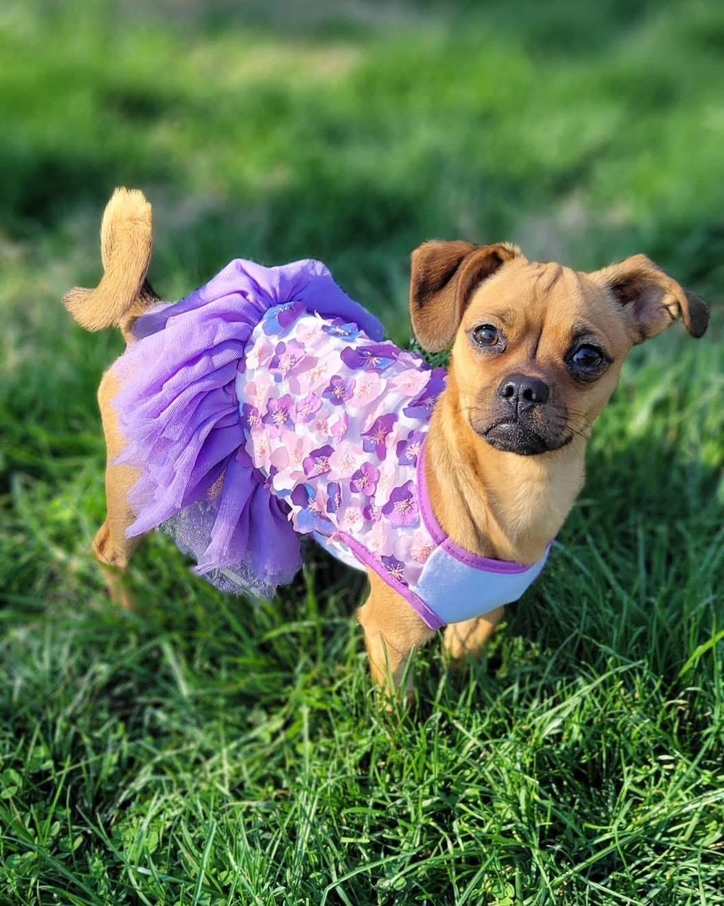 Enlarge Pikachu, a ADOPTABLE mixed breed in Louisville, KY image 1/5