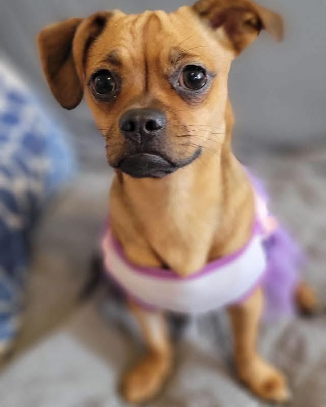 Enlarge Pikachu, a ADOPTABLE mixed breed in Louisville, KY image 3/5