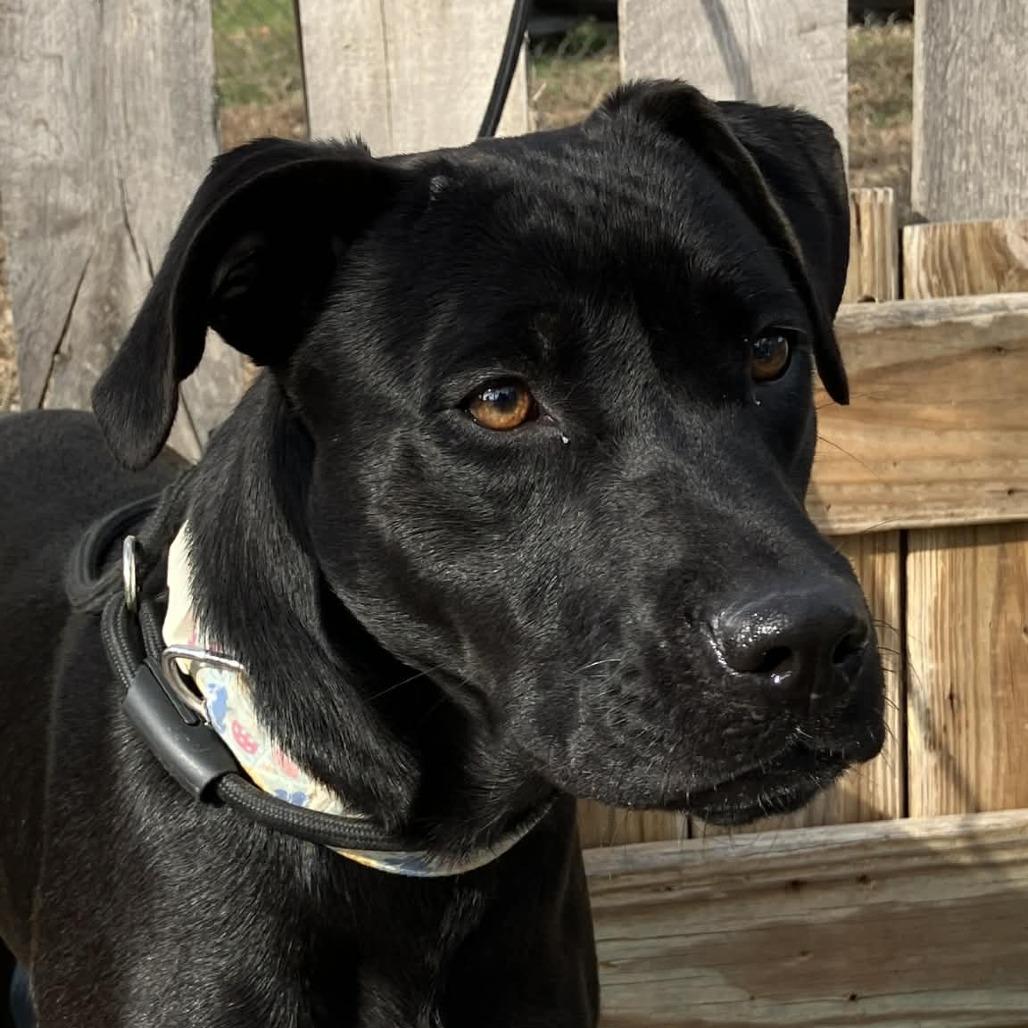 Enlarge Tweedle Dum, a Adoptable mixed breed in Pulaski, TN image 1/3