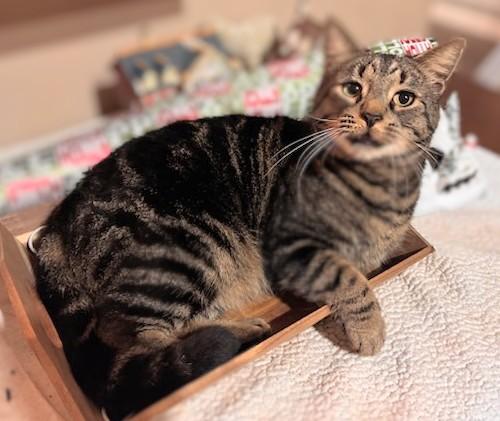 Big Boy (Reduced adoption fee), adopted, Adult Male Domestic Short Hair.