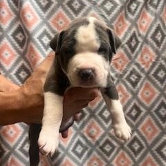 Enlarge Anthony, an adopted mixed breed in Lodi, CA image 1/2