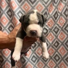 Enlarge Anthony, an adopted mixed breed in Lodi, CA image 2/2