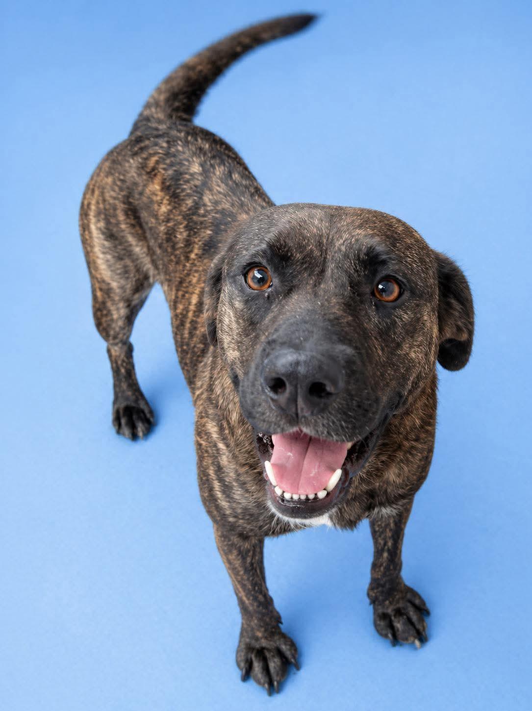 Kona, adopted, Adult Female Mountain Cur & Coonhound.
