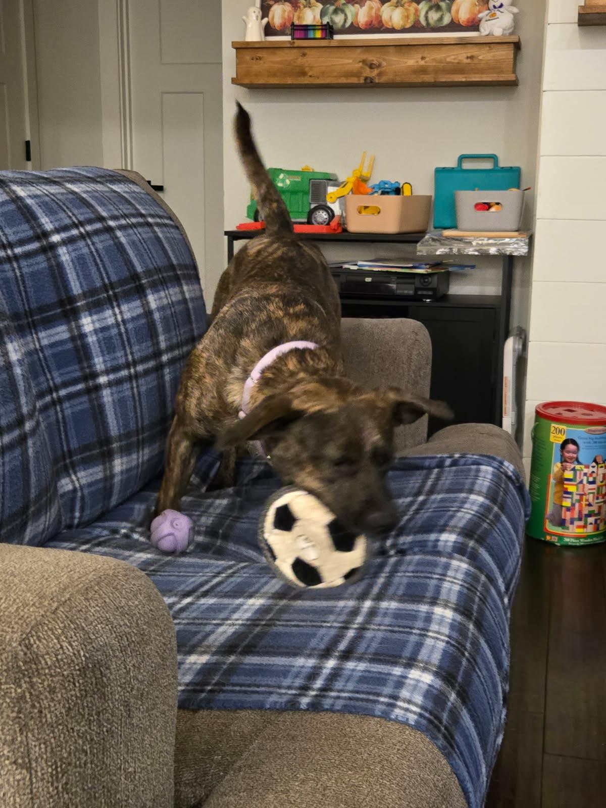 Kona, an adopted mixed breed in Andersonville, TN image 2/4