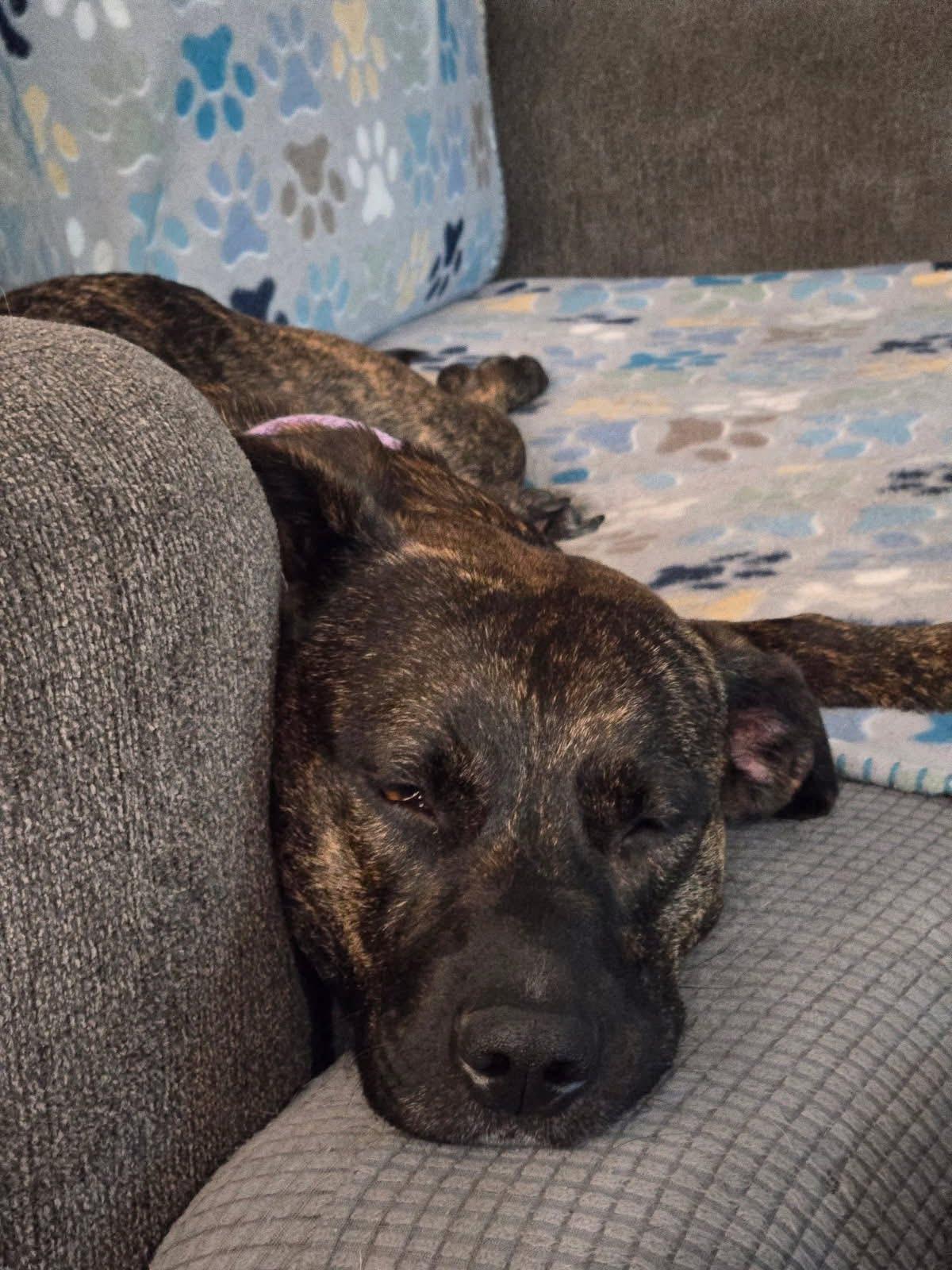 Kona, an adopted mixed breed in Andersonville, TN image 4/4