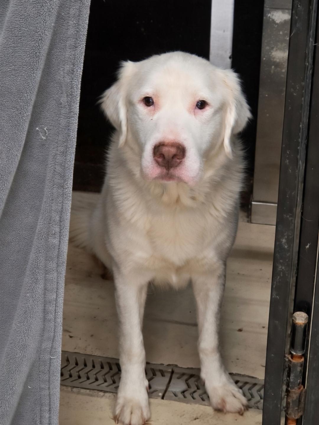 Sid, Adoptable, Adult Male Labrador Retriever.