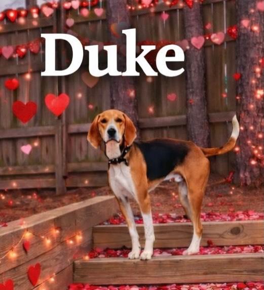 Duke, ADOPTABLE, Adult Male American Foxhound & Hound.