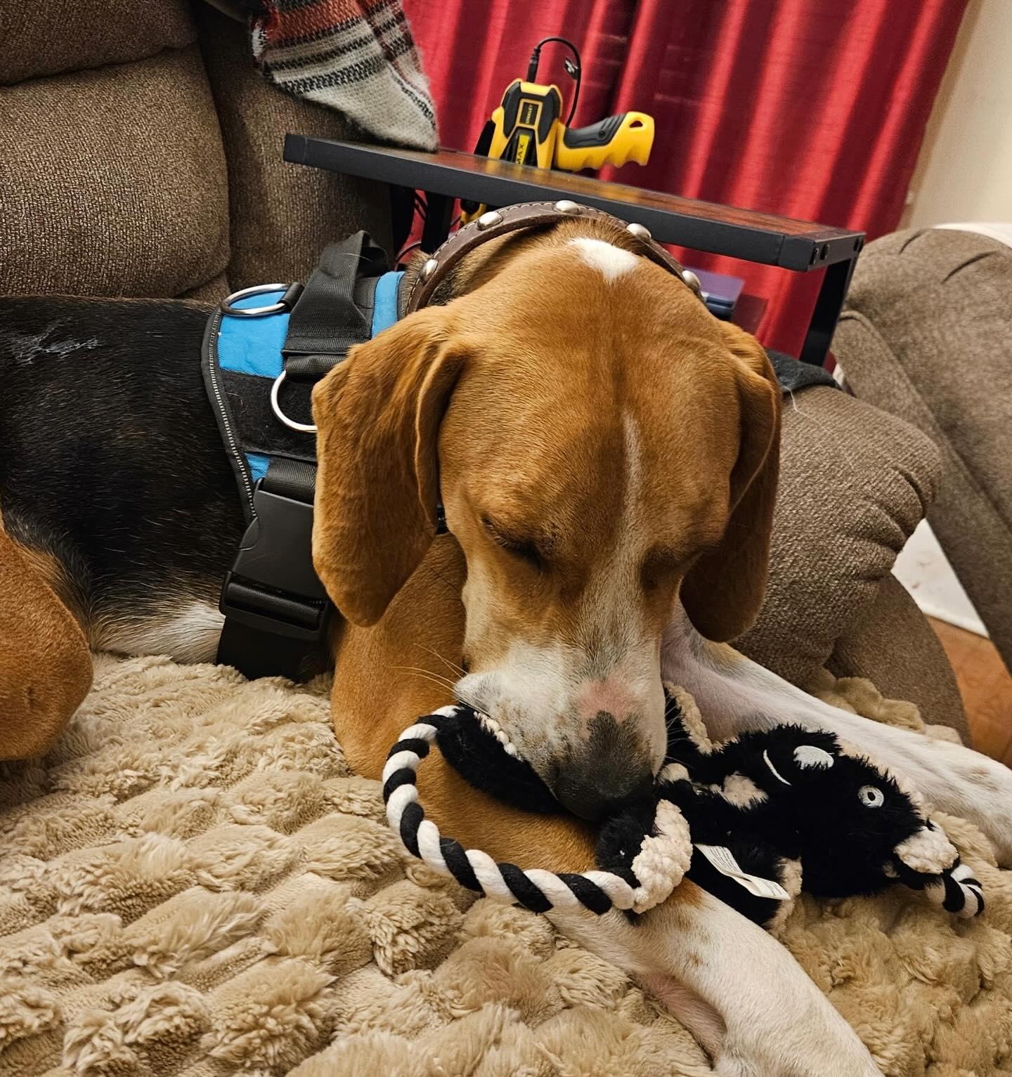 Duke, a ADOPTABLE mixed breed in Raleigh, NC image 6/6