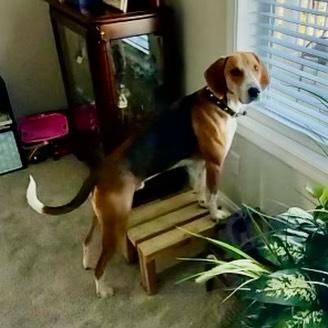 Duke, a ADOPTABLE mixed breed in Raleigh, NC image 4/6