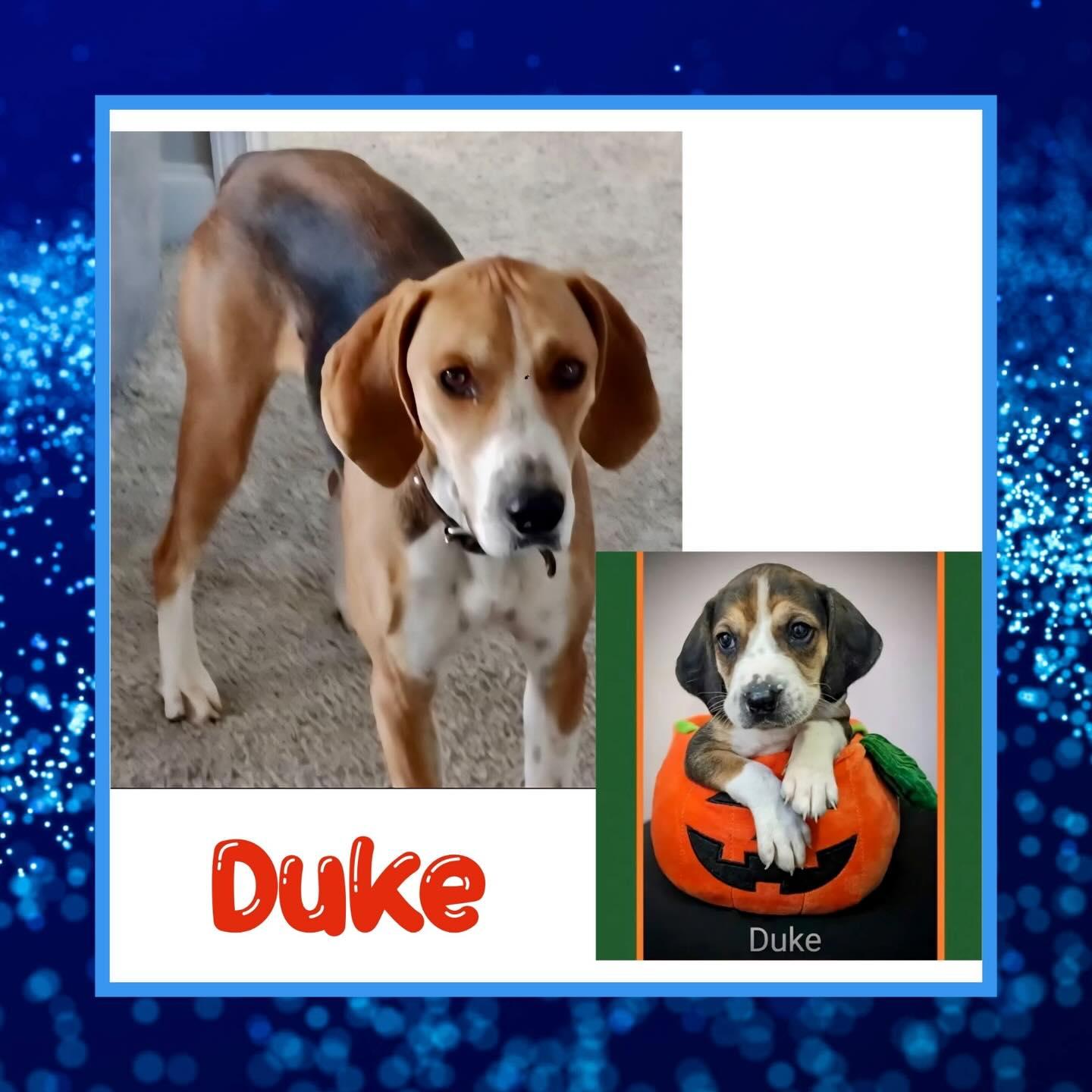 Duke