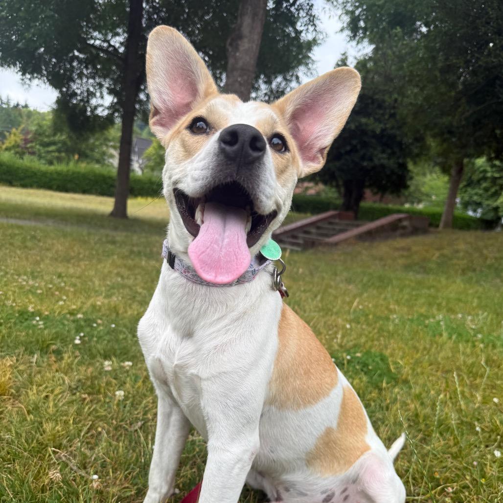 Miles, Adoptable, Young Male Mixed Breed & None.
